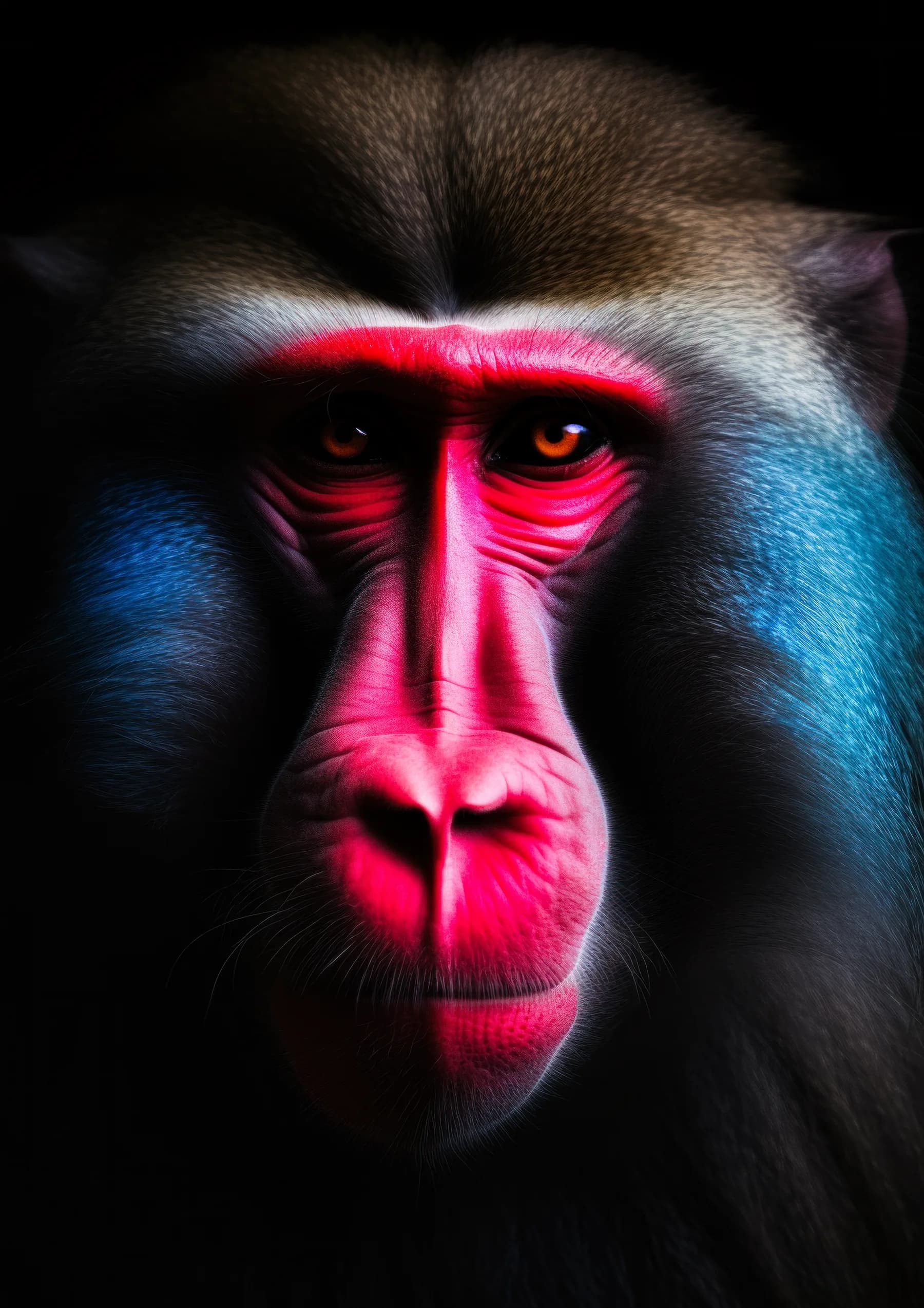 Mandril de mirada intensa con nariz roja