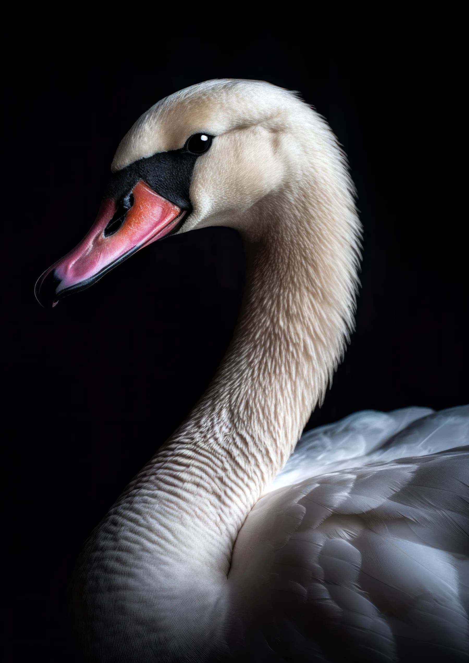 Cisne de cuello curvado y pico rosado