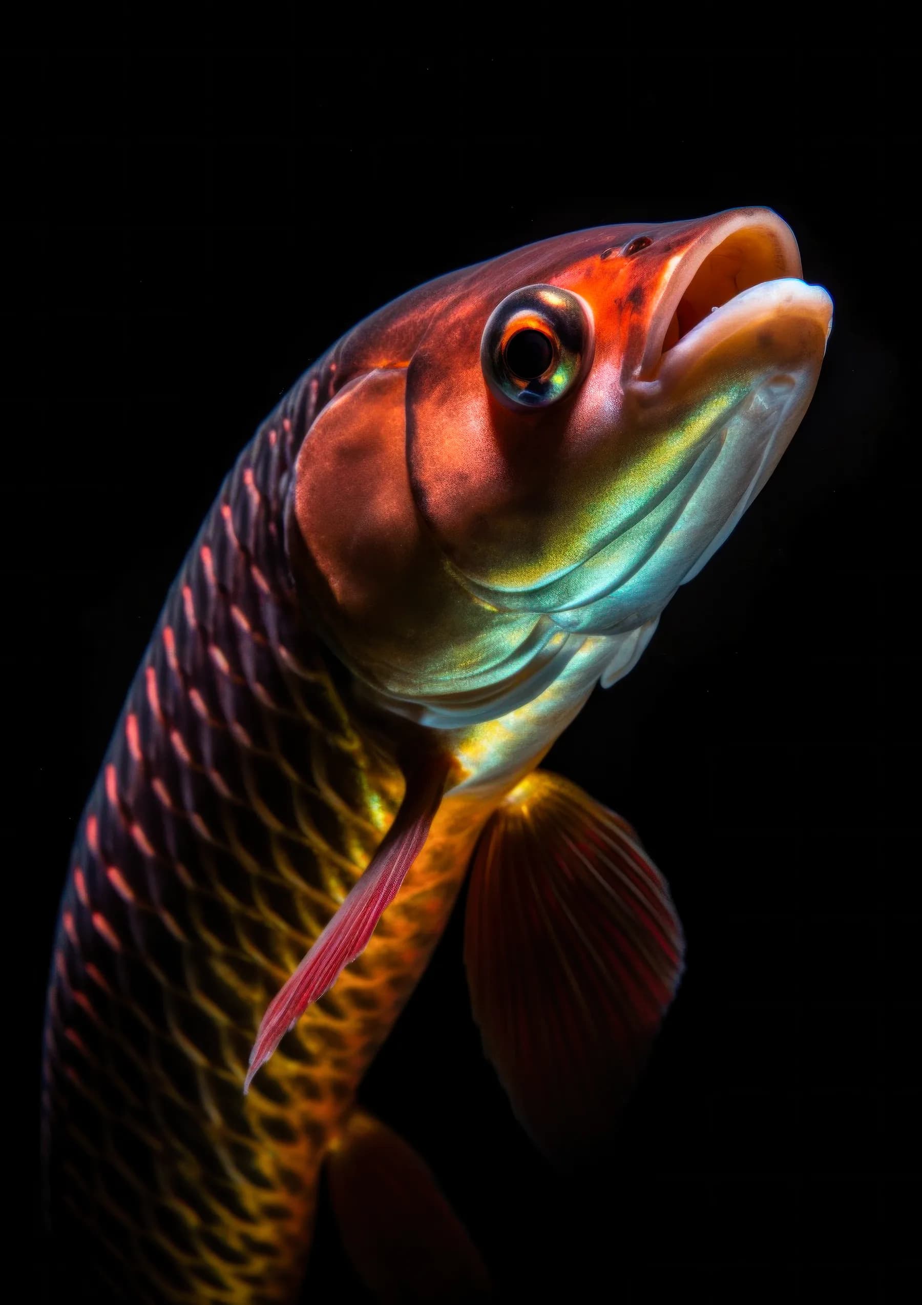 Pez dorado de escamas brillantes