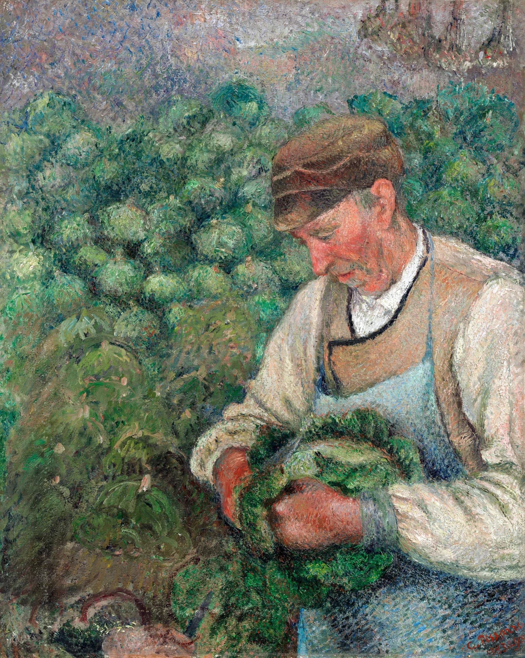Campesino Recogiendo Repollos - Pissarro