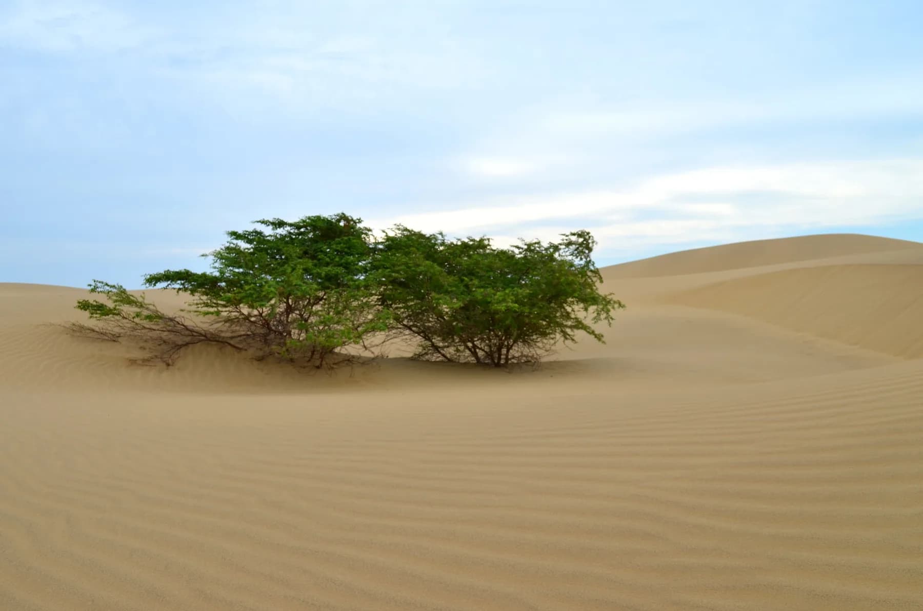 Medanos de Coro Arbol en el Desierto