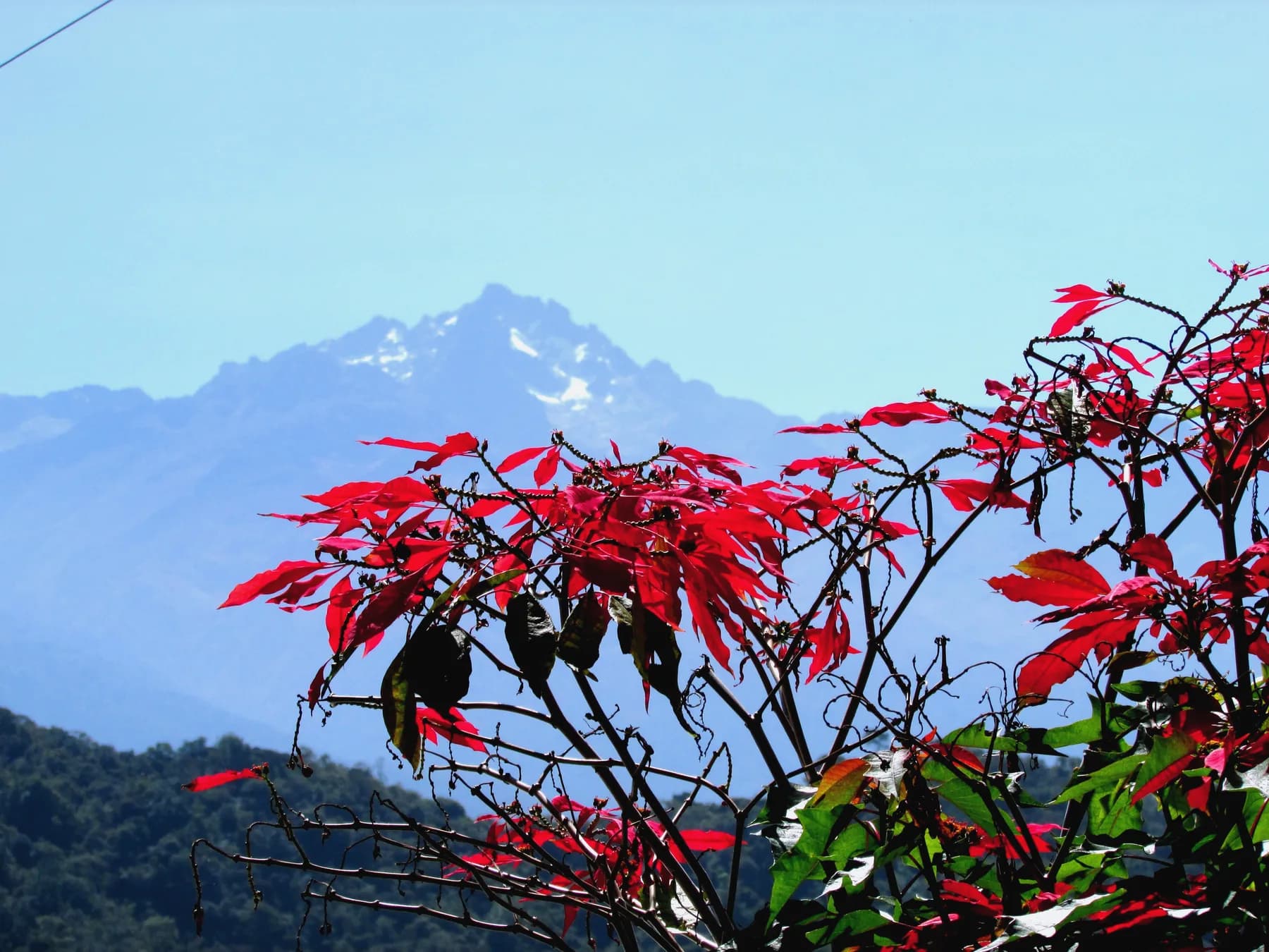 Pico Bolivar desde el Jardin Botanico