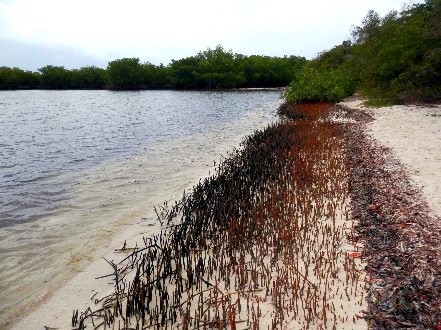 Cayo Paiclas Manglar
