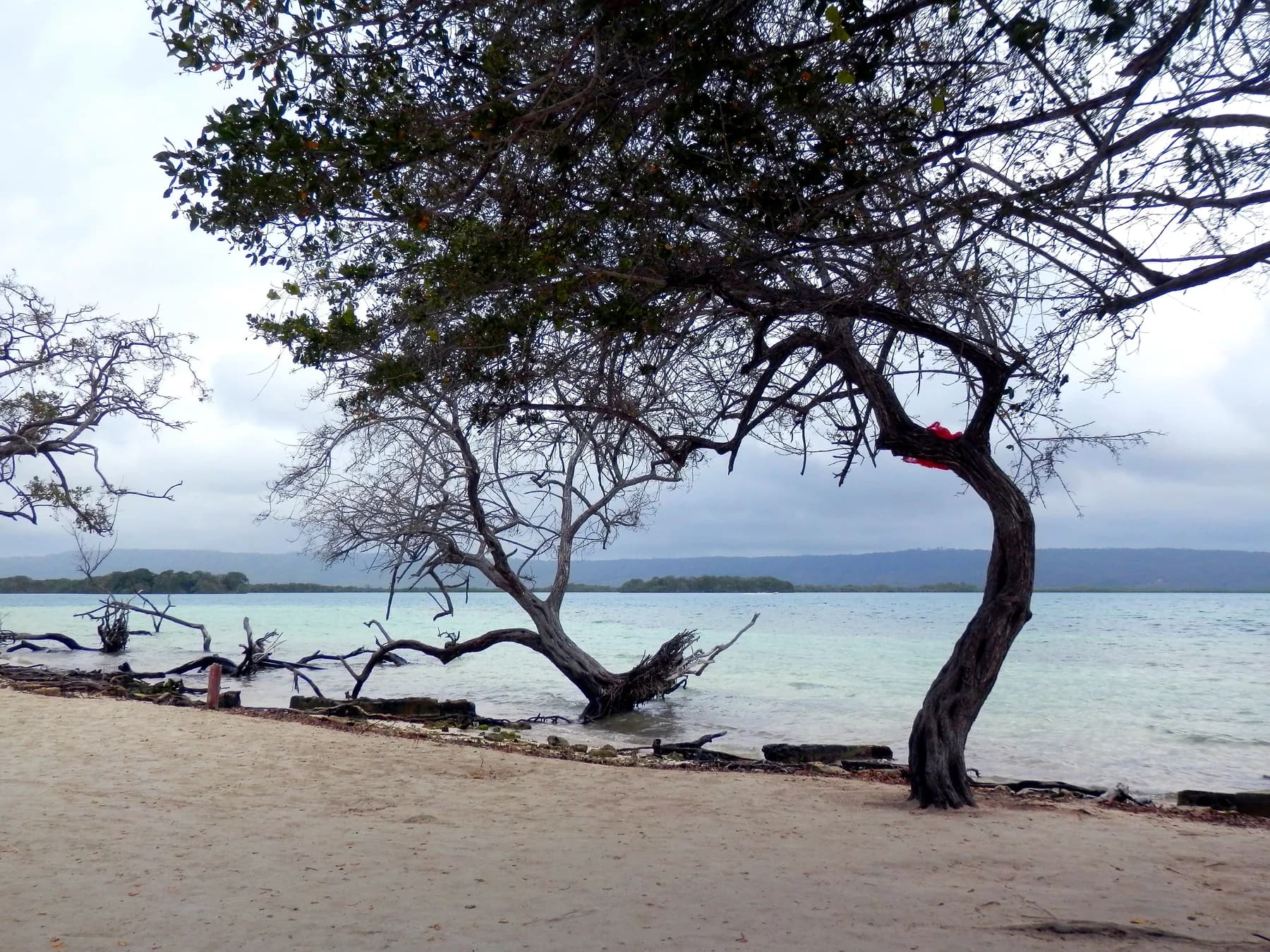 Cayo Paiclas Arbol en la Playa