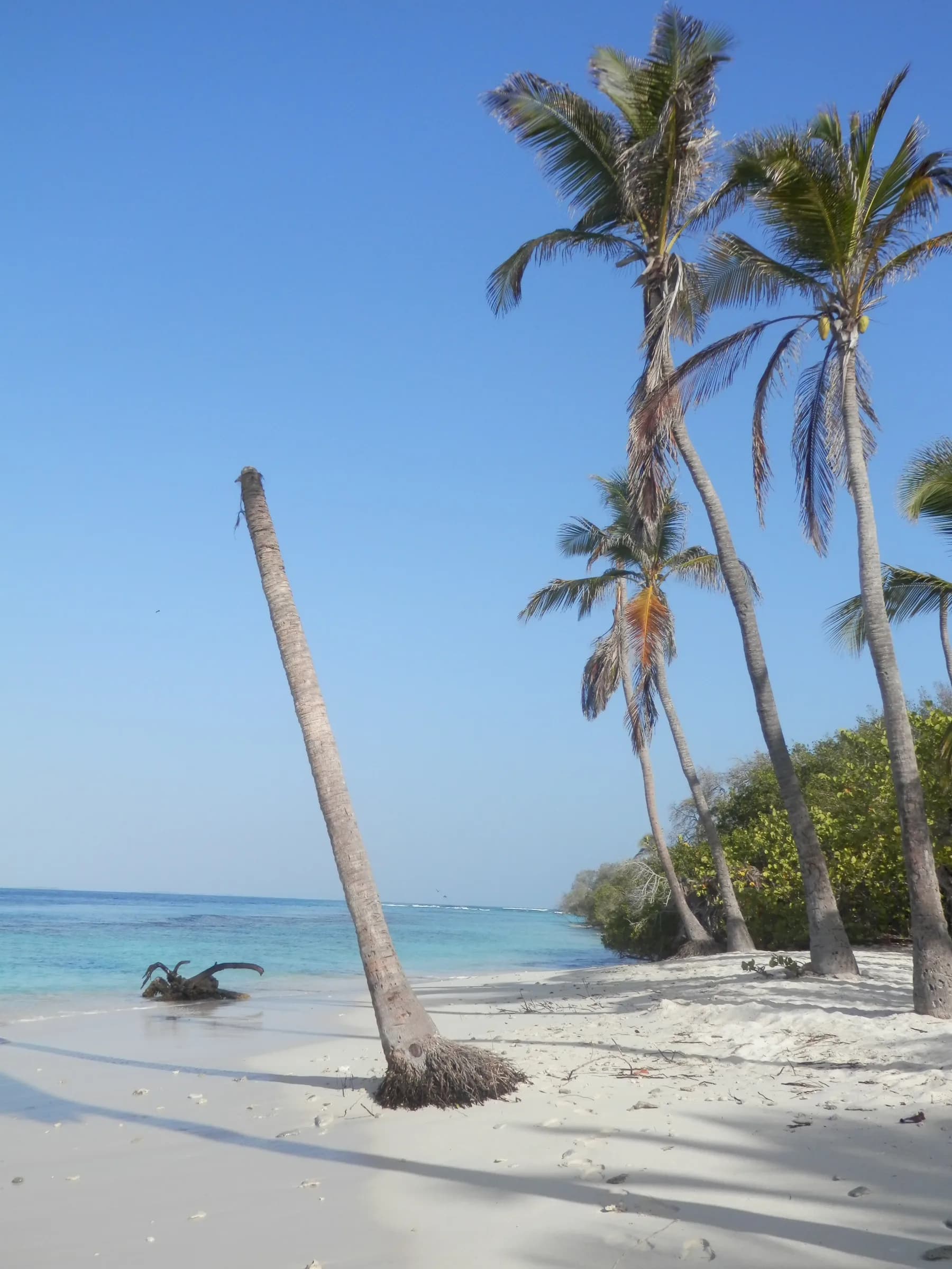 Cayo Sombrero Palmeras al Viento