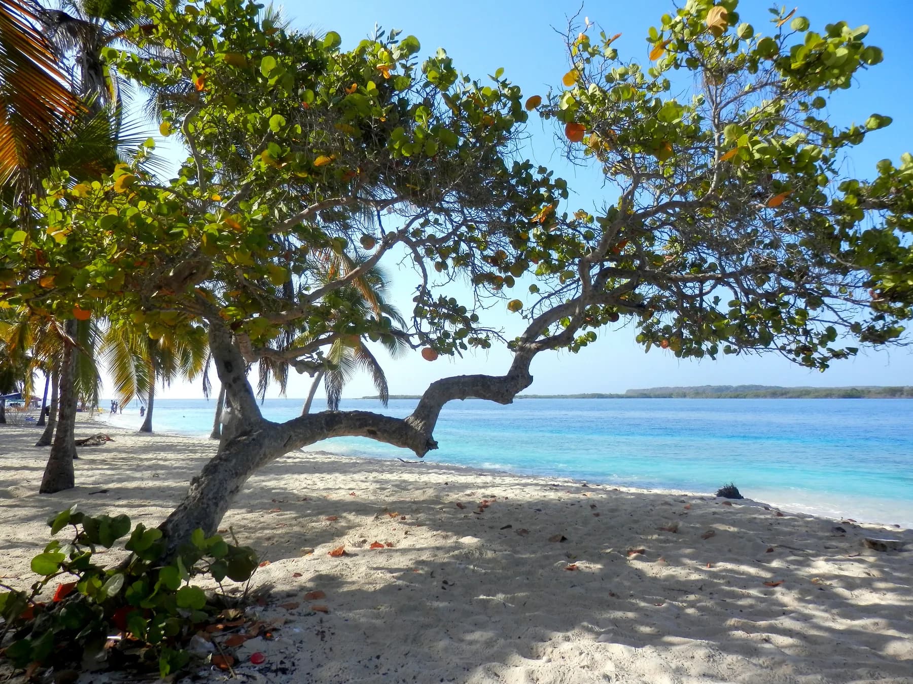 Morrocoy