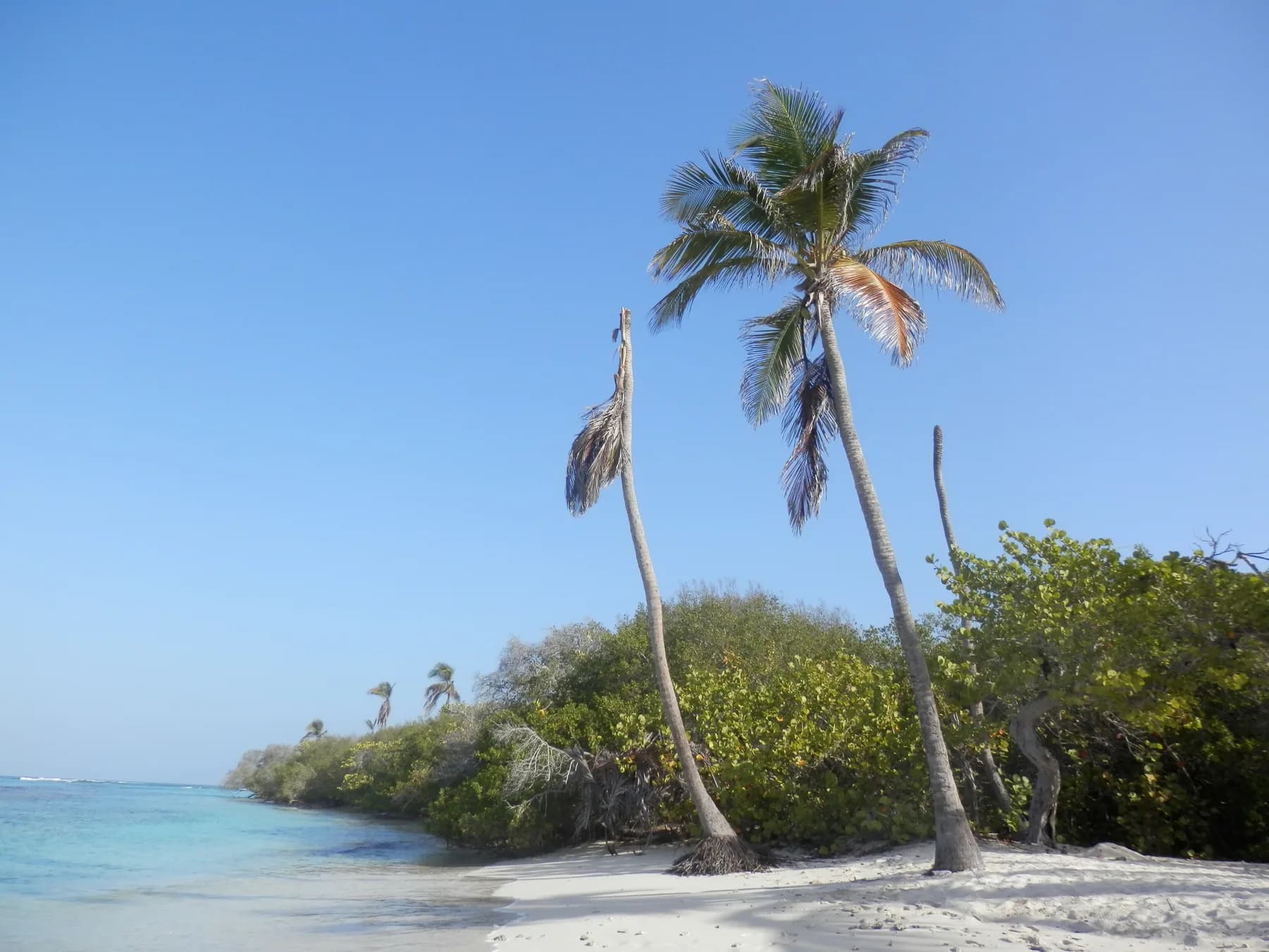 Cayo Sombrero Manglar Tropical